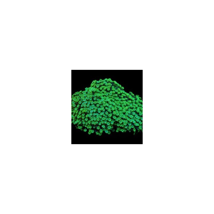 Alveopora spongiosa (Green) (frag) | LPS-kivikoralli | Akva…