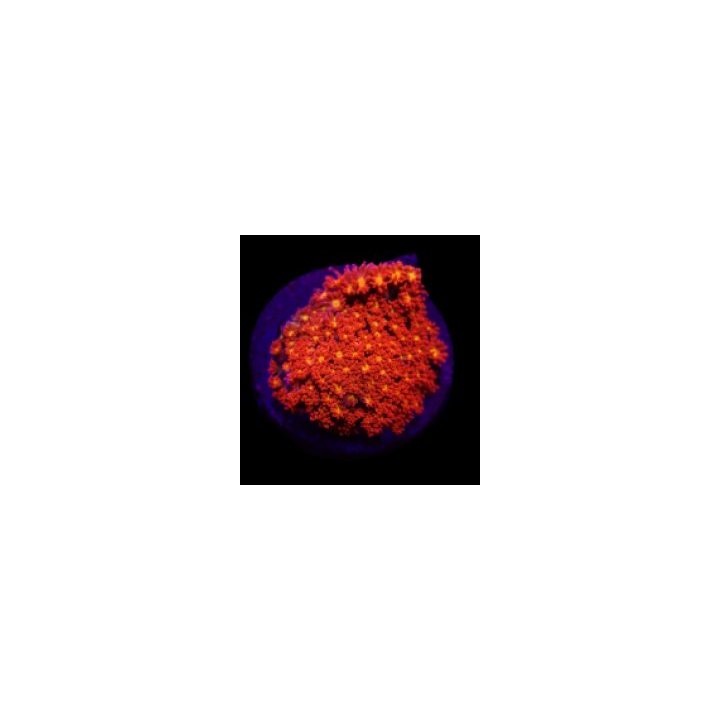 Goniopora spp. (Mickey Mouse) (frag) | LPS-kivikoralli | Ak…