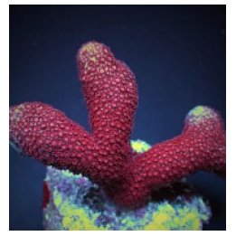 Porites spp. (Bordeaux) (frag) | LPS-kivikoralli | Akvaario…