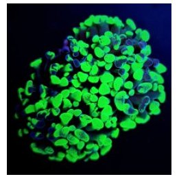 Euphyllia paraancora (Green) (Ultra) (1 hd.) | LPS-kivikora…