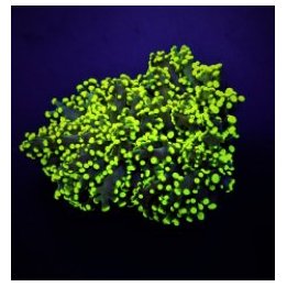 Euphyllia yaeyamaensis (Green) (Ultra) (1 hd.) | LPS stony …
