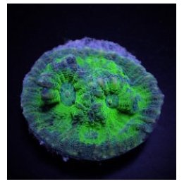 Mycedium spp. (Green) (frag) | LPS stony coral | Akvaarioke…