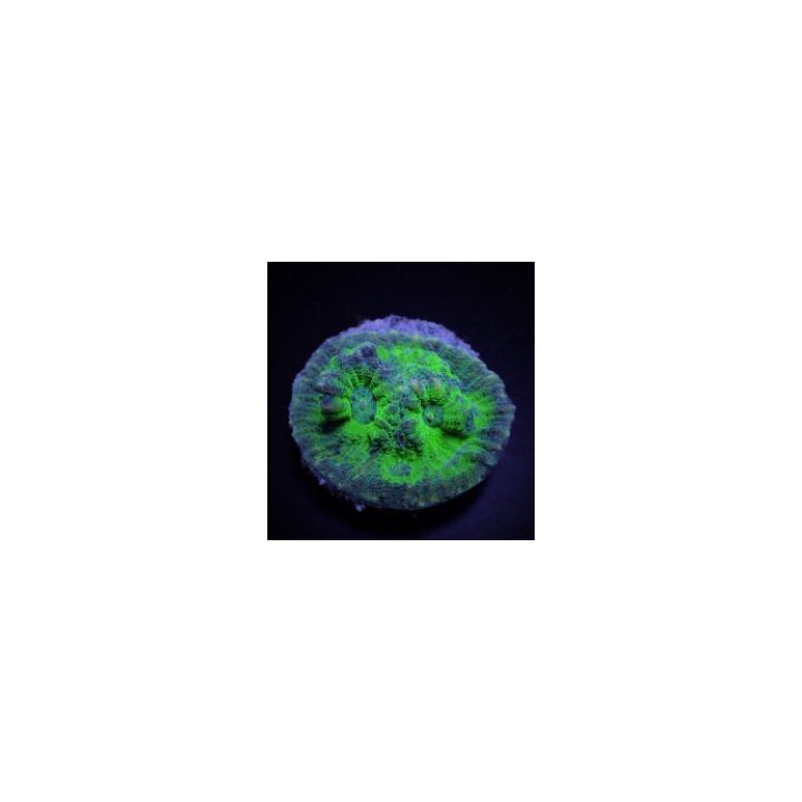 Mycedium spp. (Green) (frag) | LPS stony coral | Akvaarioke…
