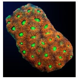 Acanthastrea echinata (Ultra) (frag) | LPS stony coral | Ak…