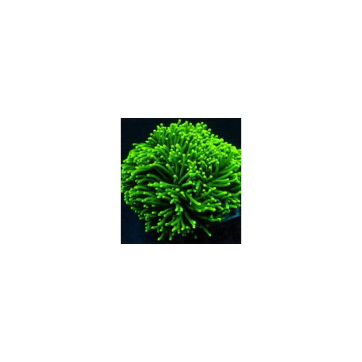 Euphyllia glabrescens (Green) (Ultra) (1 hd.) | LPS stony c…