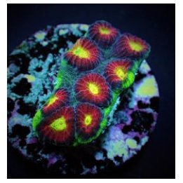 Favia spp. (Ultra) (frag) | LPS stony coral | Akvaariokeidas