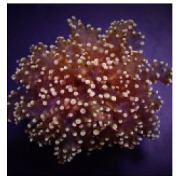 Euphyllia yaeyamaensis (Orange-Yellow) (1 hd.) | LPS-kiviko…
