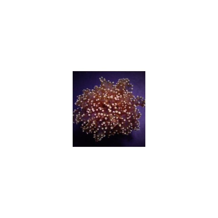 Euphyllia yaeyamaensis (Orange-Yellow) (1 hd.) | LPS stony …