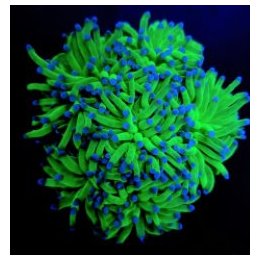 Euphyllia glabrescens (Blueberry) (1 hd.) | LPS-kivikoralli…