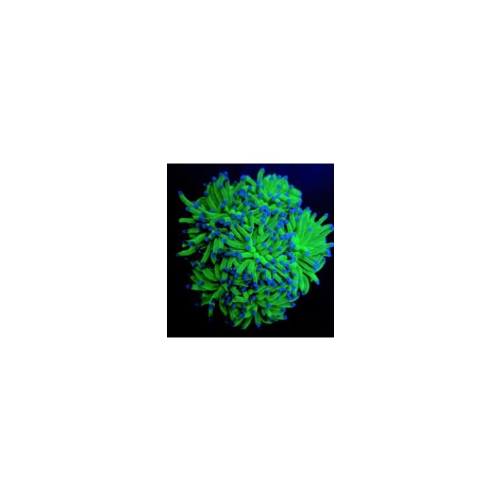 Euphyllia glabrescens (Blueberry) (1 hd.) | LPS-kivikoralli…