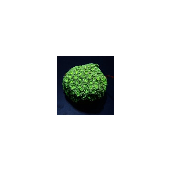 Favia spp. (Green) (frag) | Akvaariokeidas