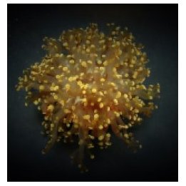 Euphyllia paradivisa (Orange-Yellow) (1 hd.) | LPS-kivikora…