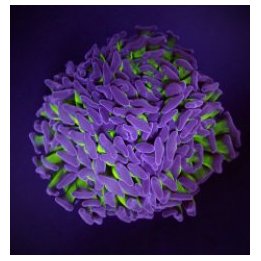 Euphyllia paraancora (Two Tone) (1 hd.) | LPS stony coral |…