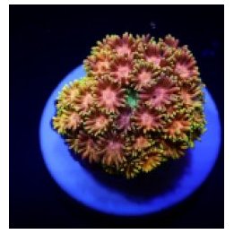 Goniopora spp. (Master Grade) (frag) | LPS stony coral | Ak…