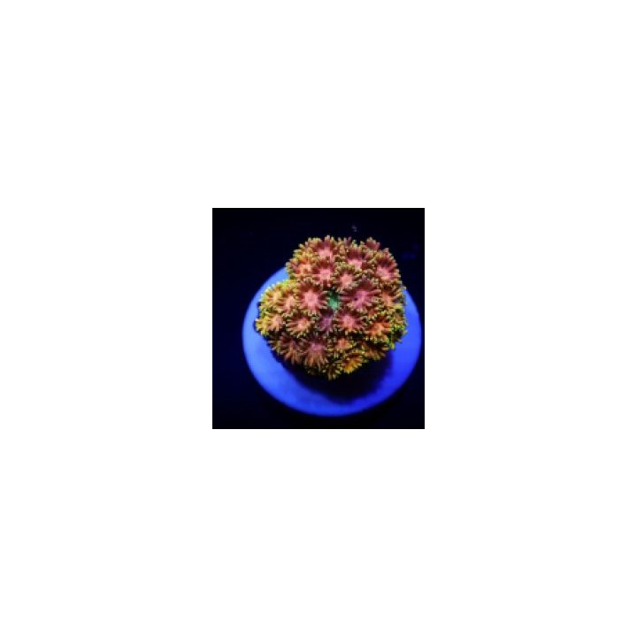 Goniopora spp. (Master Grade) (frag) | LPS stony coral | Ak…