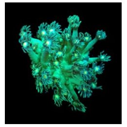 Goniopora spp. (Green-Yellow Center) (frag) | LPS stony cor…