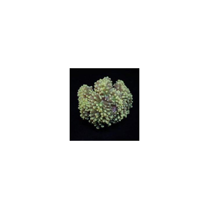 Euphyllia cristata (Premium) (1 hd.) | Akvaariokeidas