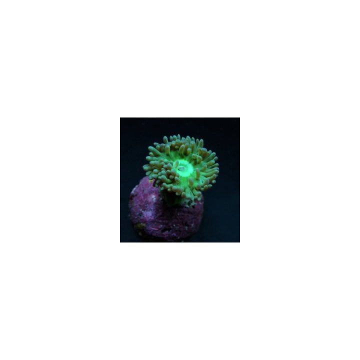 Duncanopsammia axifuga (frag) (p/p) | LPS-kivikoralli | Akv…
