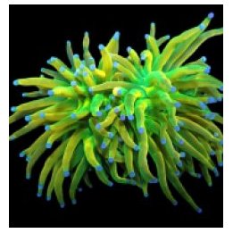 Euphyllia glabrescens (Rapunzel Holy Grail) (1 hd.) | LPS s…