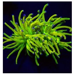 Euphyllia glabrescens (Holy Grail) (1 hd.) | LPS stony cora…