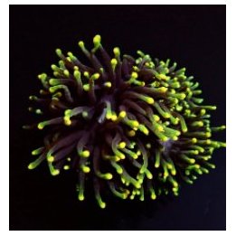 Euphyllia glabrescens (Rasta) (1 hd.) | LPS stony coral | A…