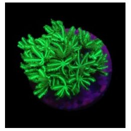 Tubipora musica (Yellow-Green) (frag) | LPS stony coral | A…
