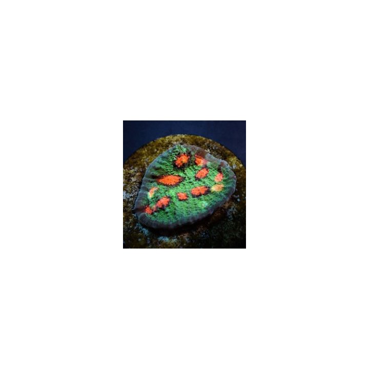 Echinopora spp. (Ultra) (frag) | LPS-kivikoralli | Akvaario…