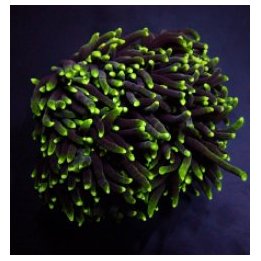Euphyllia glabrescens (Green) (Premium) (1 hd.) | LPS stony…