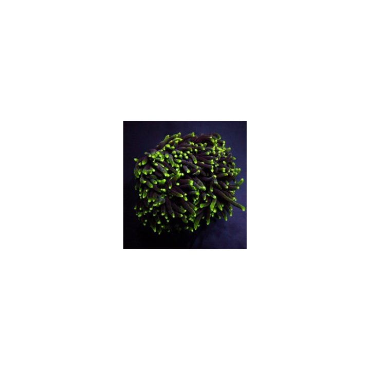 Euphyllia glabrescens (Green) (Premium) (1 hd.) | LPS-kivik…