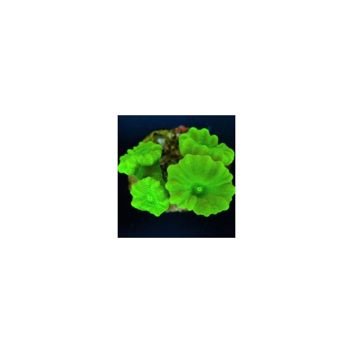 Caulastraea curvata (Green) (Ultra) (frag) | LPS-kivikorall…