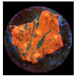 Echinophyllia spp. (Master Grade) (frag) | LPS stony coral …
