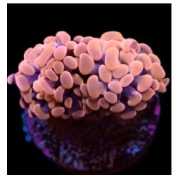 Euphyllia paraancora (Orange-Pink) (Premium) (1 hd.) | LPS …