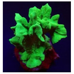 Psammocora spp. (Branched) (frag) | LPS-kivikoralli | Akvaa…
