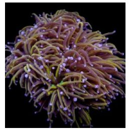 Euphyllia glabrescens (NYknicks) (1 hd.) | LPS stony coral …