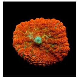 Rhodactis spp. (Orange) (Ultra) (1 ear) | soft coral | Akva…