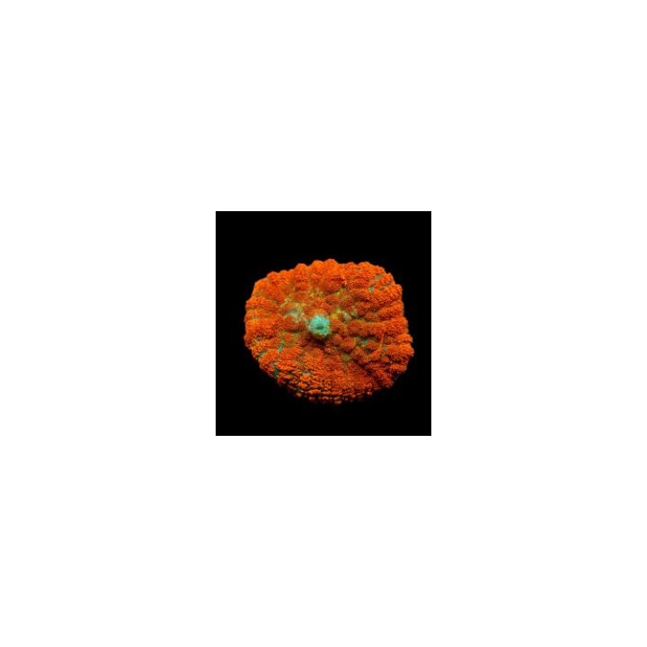 Rhodactis spp. (Orange) (Ultra) (1 ear) | soft coral | Akva…