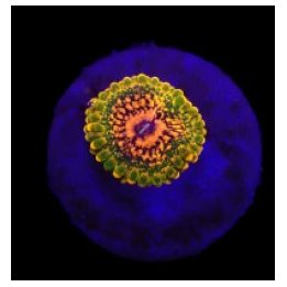 Zoanthus spp. (Grand Master Krakatoa) (1 Polyp) | pehmytkor…
