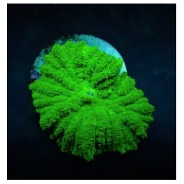 Rhodactis spp. (Green) (Grade A) (1 ear) | soft coral | Akv…