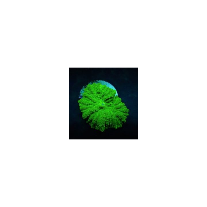 Rhodactis spp. (Green) (Grade A) (1 ear) | soft coral | Akv…
