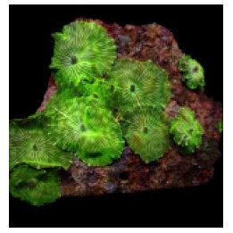 Discosoma spp. (Striped) (1 ear) | soft coral | Akvaariokei…