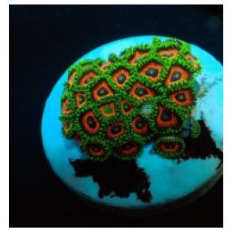 Zoanthus spp. (Watermelon) (frag) | pehmytkoralli | Akvaari…