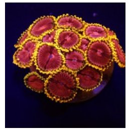 Zoanthus spp. (Fake Lime Chilli) (frag) | pehmytkoralli | A…