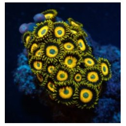 Zoanthus spp. (Scrambled Eggs) (frag) | pehmytkoralli | Akv…