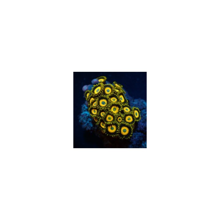 Zoanthus spp. (Scrambled Eggs) (frag) | pehmytkoralli | Akv…
