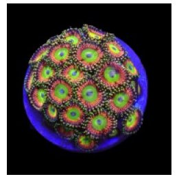 Zoanthus spp. (Candy Apple Green) (frag) | pehmytkoralli | …