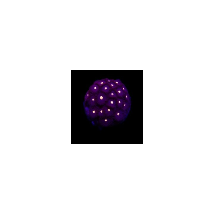 Zoanthus spp. (Black Hole Sun) (frag) | pehmytkoralli | Akv…