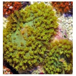 Rhodactis osculifera (Green) (1 ear) | soft coral | Akvaari…