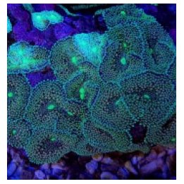 Ricordea florida (Green-Blue) (1 ear) | pehmytkoralli | Akv…