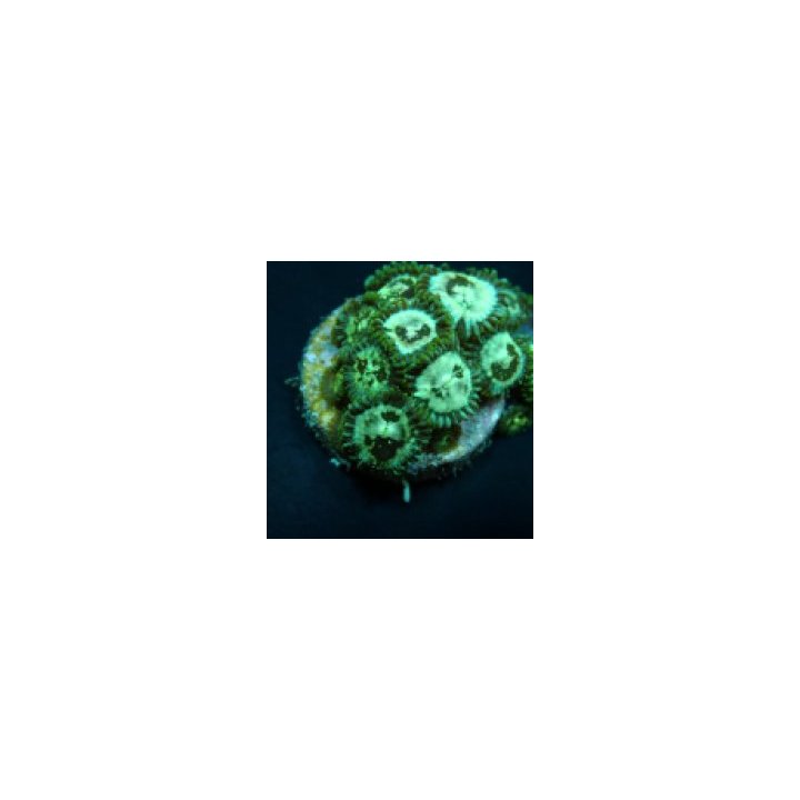 Zoanthus spp. (Grade B) (frag) | pehmytkoralli | Akvaarioke…