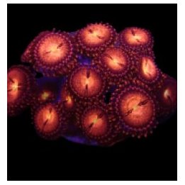 Zoanthus spp. (Alien Explosion) (frag) | pehmytkoralli | Ak…